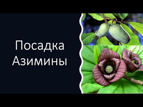 Видео: Посадка Азимины