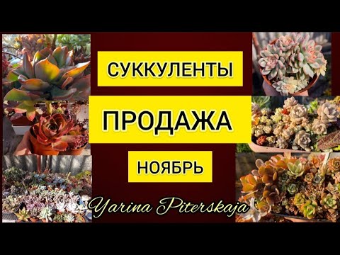 Видео: Суккуленты.Продажа. Ноябрь.Более 200 видов.