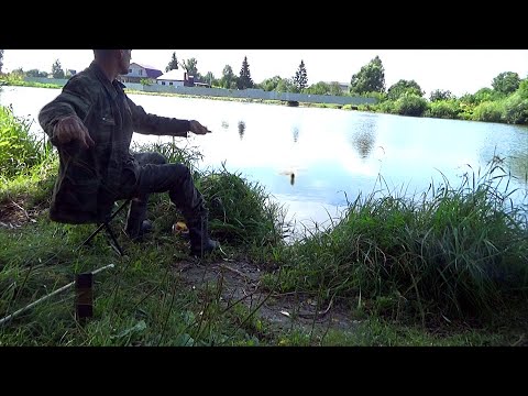Видео: Рыбалка на резинку на карася на пруду в августе