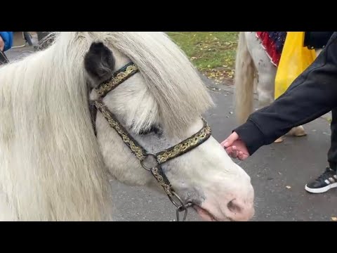 Видео: Шаня общается с пони 😊