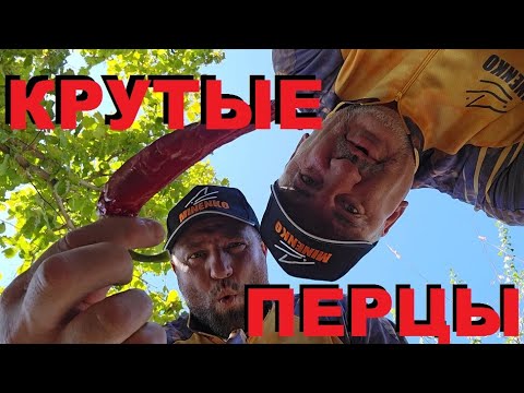Видео: КРУТЫЕ ЖГУЧИЕ ПЕРЦЫ. ПРИКОРМКА ДЛЯ КАРПЯТНИКОВ ОТ ПЕТРА МИНЕНКО @MinenkoTeamTV.  РЕЦЕПТЫ СЮФ