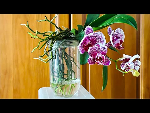 Видео: Орхидеям не нужна почва, не нужен полив, они укореняются и цветут круглый год.