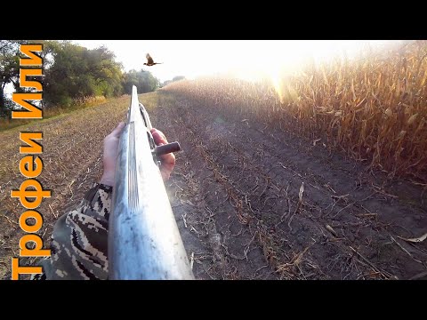 Видео: ОХОТА НА ФАЗАНА// МЫ ИХ НАШЛИ ГДЕ ОНИ СИДЯТ 