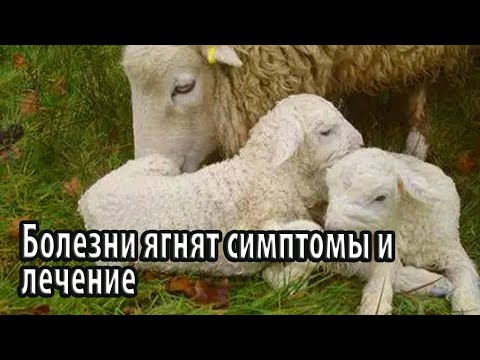 Видео: Болезни ягнят симптомы и лечение