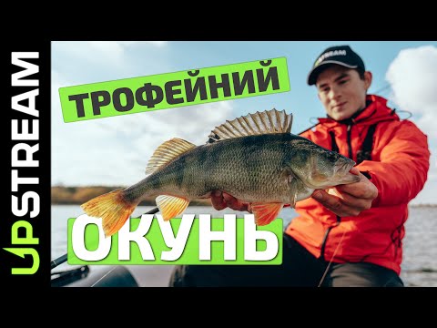 Видео: ТРОФЕЙНИЙ ОКУНЬ в Оселі від НАЗАРА БОЖЕНКО. Судак в прилові на UPSTREAM Fusion 4" | UPSTREAM