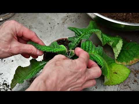 Видео: Повяли листья. Избыточный полив. Что делать.