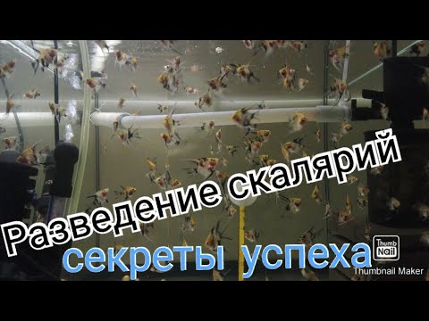 Видео: Секреты разведения скалярий. Нерест, параметры воды, уход за мальком.