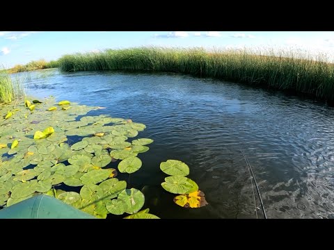 Видео: КУКАН ПОД ЗАВЯЗКУ!! РЫБАЛКА НА СТРЕМНИНАХ И В ТИХИХ ЗАЛИВАХ! РЕКА ИШИМ!