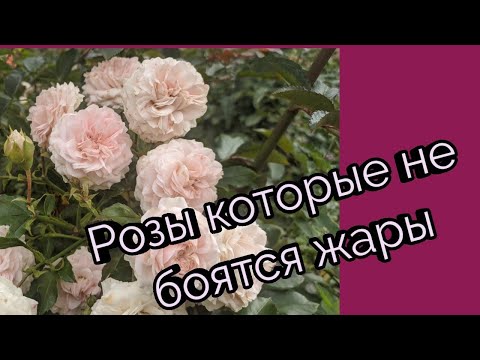 Видео: Розы которые не боятся жары. Двадцать четыре сорта из моего сада.