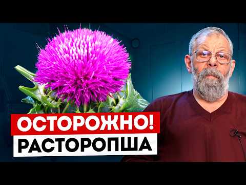 Видео: ОСТОРОЖНО РАСТОРОПША — РАССКАЖУ КАК ПИТЬ ЧТОБЫ НЕ НАВРЕДИТЬ