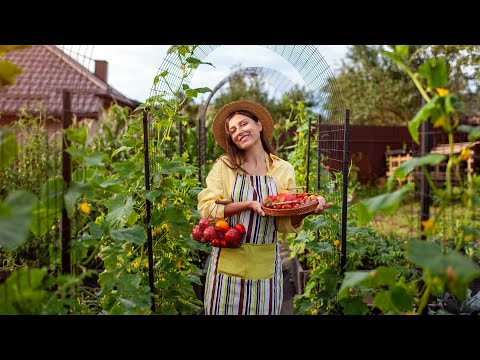 Видео: Зробили високі грядки власними руками. Збираю урожай з декоративного городу.