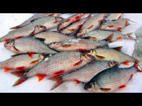 Видео: Наваляли крупной плотвы,🐟🐟  Бонусом ОГРОМНЫЙ Сазан. Плотва на гирлянду. Зимняя рыбалка 2022.