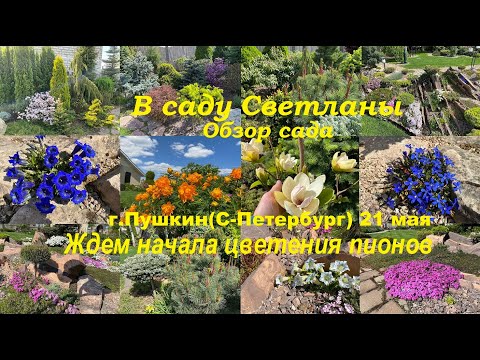 Видео: Ждем начала цветения пионов в саду у Светланы. Обзор сада. (г.Пушкин(С-Петербург) 21 мая)