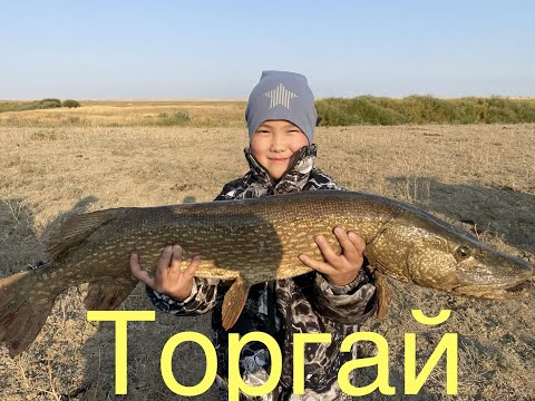 Видео: ТОРГАЙ/рыбалка на хищника/река Торгай, река Кабырга/