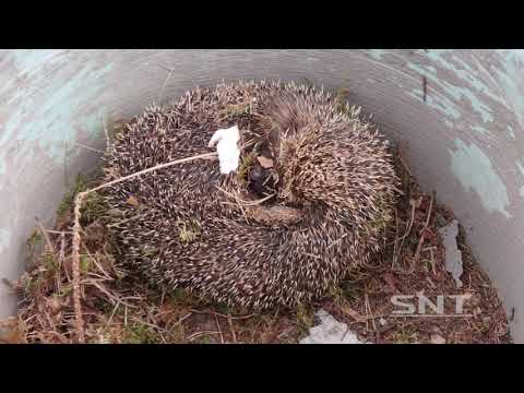 Видео: Хищник в деревне, лесной ёжик
