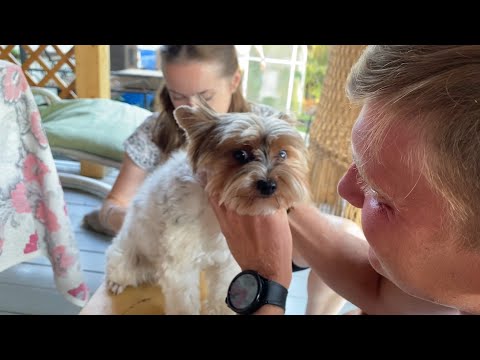 Видео: Кривые пироги / Стрижка Милы 🤣 / Голубика первые ягоды 29 июля 2024 г.