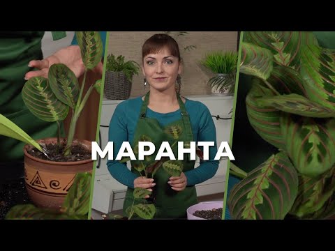 Видео: «Зеленее будет». Маранта