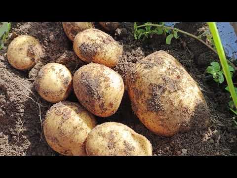 Видео: 12 сентября. Урожай картофеля из возвратных миниклубней