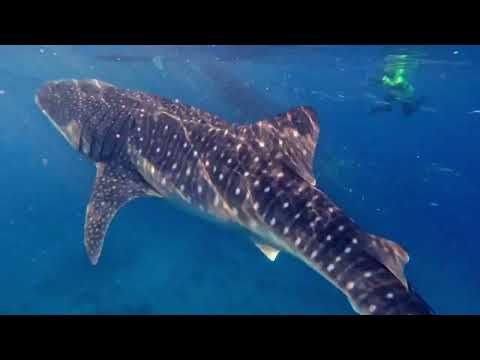 Видео: Китовые акулы острова Бохоль (Филиппины)