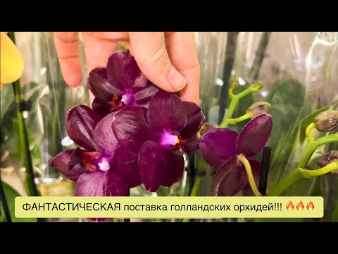 Видео: @Zeboorhids снова привезла ПОТРЯСАЮЩИЕ орхидеи!!!