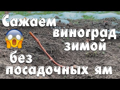 Видео: Можно ли посадить виноград зимой?