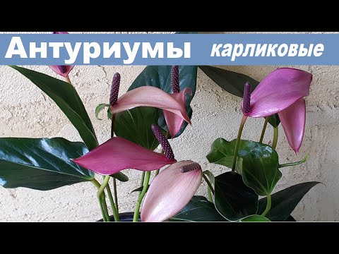 Видео: Карликовые сорта антуриумов 4 сорта. Описание и советы по уходу