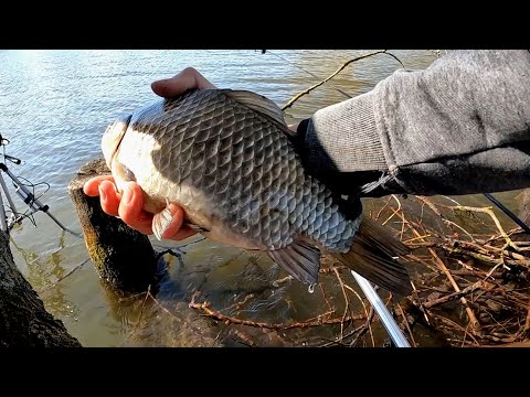 Видео: карасі монстри на бічний кивок в очереті з берега весною