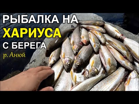 Видео: Ловля Хариуса с берега на муху. Рыбалка на горной реке Анюй.