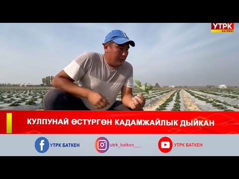 Видео: КУЛПУНАЙ ӨСТҮРГӨН КАДАМЖАЙЛЫК ДЫЙКАН