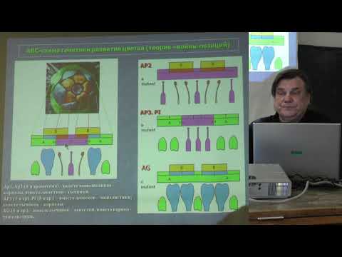 Видео: Носов А. М. - Физиология растений. Часть 2 - 4. Развитие растений, устойчивость растений к стрессу