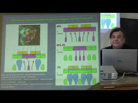 Видео: Носов А. М. - Физиология растений II - Развитие растений, устойчивость растений к стрессу