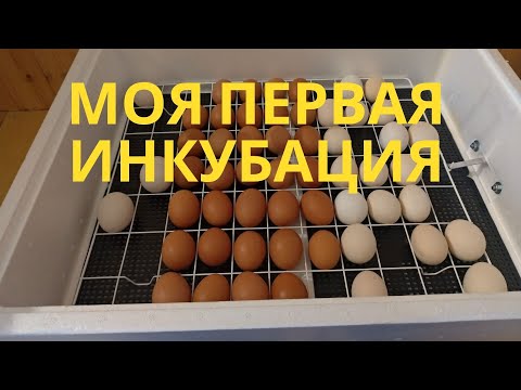 Видео: Инкубация куриных яиц в инкубаторе Несушка на 77 яиц. Подготовка инкубатора и закладка яиц.