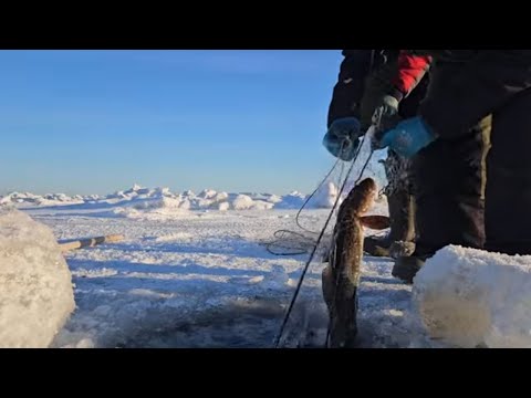 Видео: Ряпушка 2023 НАЧАЛО САМОЕ СЛОЖНОЕ!!!