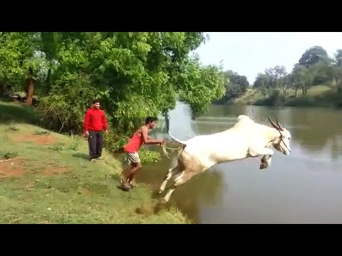 Видео: Удивительные случаи с КОРОВАМИ, снятые на видео
