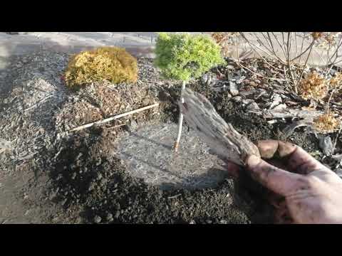 Видео: ПИХТЫ  КОРЕЙСКИЕ. ПОСЛЕДНЯЯ ПОСАДКА В ЭТОМ ГОДУ.