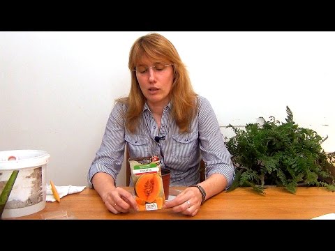 Видео: Дыня. Рассада.