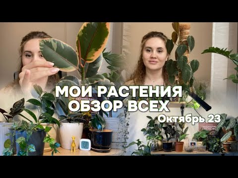 Видео: Обзор всех моих растений | октябрь 23