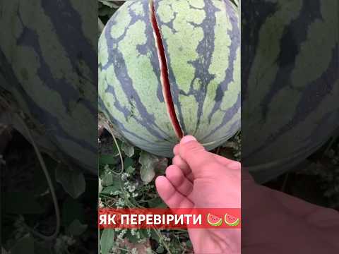 Видео: ЯК ПЕРЕВІРИТИ НА СТИГЛІСТЬ 🍉 #agriculture #agro #top #trending #топ #кавун #тренд