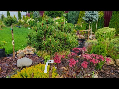 Видео: Обзор сада в сентябре, часть 1. 13.09.2024