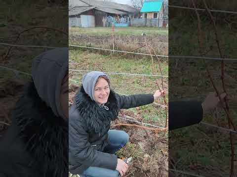 Видео: Как обрезать виноград на плодовое звено ( Виноград 3 года, Осень)