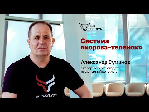 Видео: Система Корова-теленок, уход за телятами, регистрация скота — Александр Суминов | EL BAYLYGY