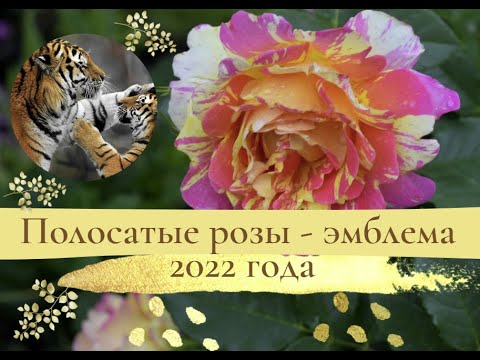 Видео: Полосатые розы - эмблема 2022 года.
