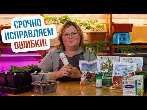 Видео: Рассада замерла в росте! 8 ПРИЧИН, почему не растет рассада