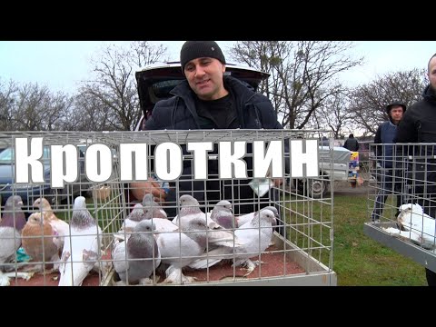 Видео: Птичий рынок. Кропоткин. [31.12.2023]