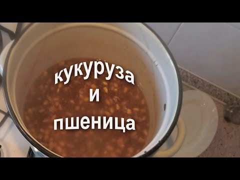 Видео: вареная кукуруза с пшеницей шикарно работают по карпу