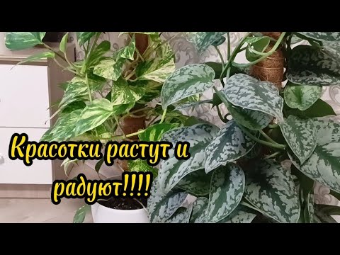 Видео: Комнатные красотки- сциндапсусы, эпиппремнумы,аглаонемы и другие.