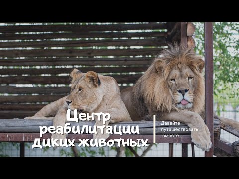 Видео: Центр спасения диких животных в г Волгоград