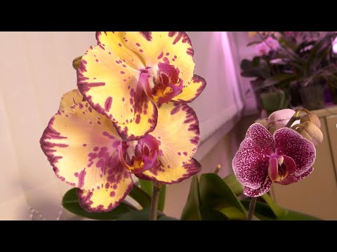 Видео: Орхидея СБРОСИЛА ВСЕ корни. Как так-то? Расстроилась, но НЕ ПАНИКУЮ./ Мики всей КРАСОЙ.