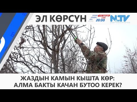 Видео: ЖАЗДЫН КАМЫН КЫШТА КӨР: АЛМА БАКТЫ КАЧАН БУТОО КЕРЕК?