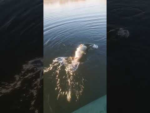 Видео: 21 октября 2025 г.